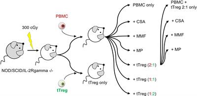 Cyclosporine A but Not Corticosteroids Support Efficacy of Ex Vivo Expanded, Adoptively Transferred Human Tregs in GvHD